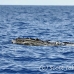 whale_humpback_h_00623_dom2680.jpg